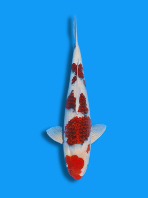 Ai Koromo | Koi&Co.
